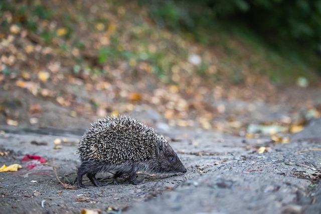 的出色表现 的出色表现